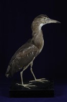 藏品(夜鷺)的圖片